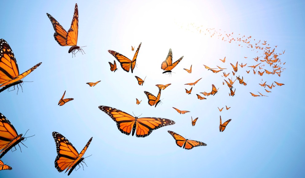 group-Flying-butterflies2.jpg